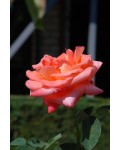 Роза крупноцветковая (лососевая) ШТАМБ | Rose large-flowered (salmon) SHTAMB | Троянда великоквіткова (лососева) ШТАМБ
